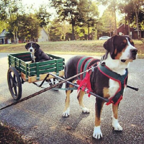 Oxen Pulling Cart, Diy Dog Cart, Dog Carting, Dog Cart, Dog Sled, Dog Sports, Greater Swiss Mountain Dog, Pull Cart, Swiss Mountain Dogs