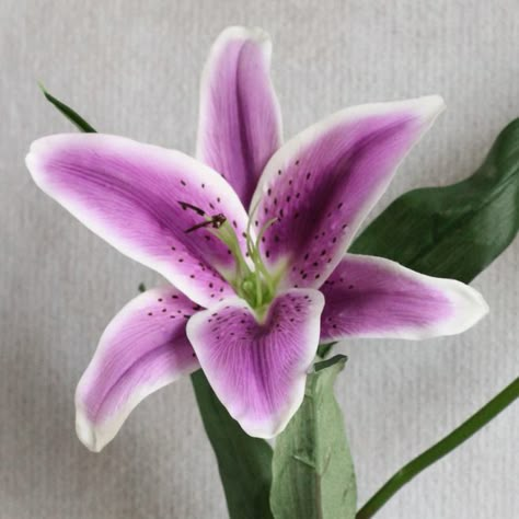 Purple Tiger Lily Flowers And Their Meanings, Asiatic Lily, Purple Tiger, Purple Lily, Lilly Flower, Online Flower Delivery, Lily Wedding, Flower Meanings, Top List