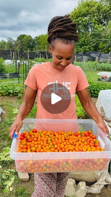 Free Haven Farms on Instagram: "Delicious 😋 Natures Candy 👀 One of my favorite fruits 

Yesterday I planted sun gold cherry tomatoes. We will be harvesting them in June 🤞🏾 Plant now & Harvest later 

With everything in life. Plan the work & work the plan. Eat what you plant 👉🏾 The work comes before the reward…

So stay rooted & keep growing 💫

We have more educational content on our YouTube channel, subscribe….. Click the link in bio 

#freehavenfarms" Youtube Channel Subscribe, Educational Content, Keep Growing, Growing Tomatoes, Tomato Plants, Life Plan, The Plan, Cherry Tomatoes, Tomatoes