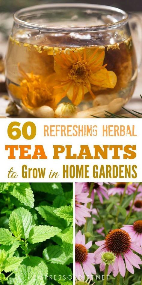 If you love drinking tea and gardening, why not grow your own speciality teas? This list shows a variety of plants you grow for their leaves, flowers, fruits, seeds, and roots to produce delicious, homemade teas. Plants For Tea, Homemade Teas, Tea Plants, Herbal Leaves, Gardening Herbs, Herbal Tea Garden, Herbs Tea, Medicinal Herbs Garden, Tea Plant