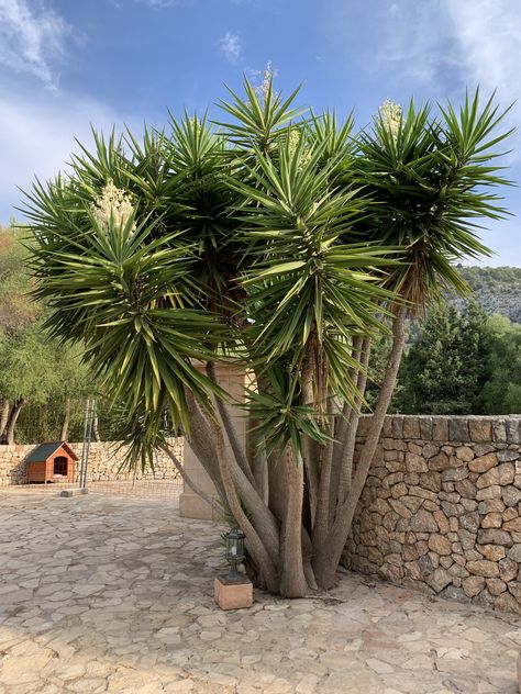 Dry Garden, Agaves, Trees To Plant, Landscaping, Mermaid, Trees, Plants, Quick Saves