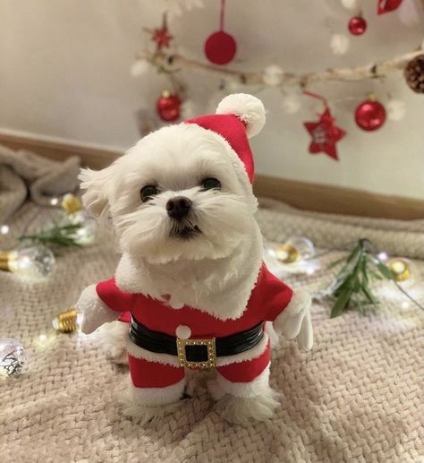 Tiny Baby Animals, Christmas Dog Treats, Dog Print Tattoo, Christmas Dog Outfits, Puppies And Kittens, Cute Puppies And Kittens, Puppies Cute, Really Cute Puppies, จีซอง Nct