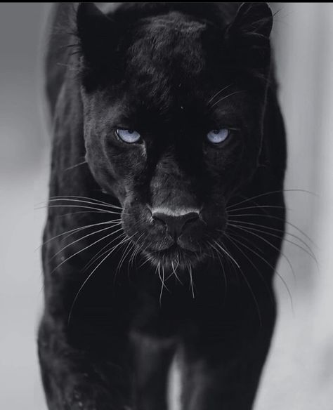 ⚫️ Pumas Animal, Black Panthera, Puma Animal, Black Panther Cat, Egypt Concept Art, Panther Cat, Fashion Motivation, Gorilla Tattoo, Cutee Animals