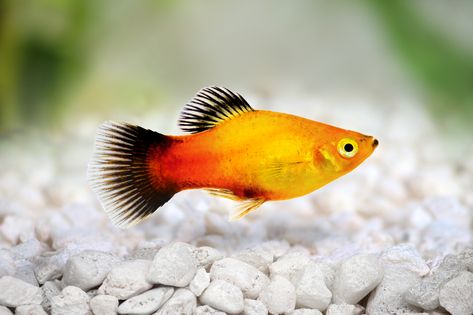 Platy Fish - The Care, Feeding and Breeding of Platys Platy Fish, Beautiful Tropical Fish, Ikan Air Tawar, Neon Tetra, Fishing Ideas, Fish Breeding, Tropical Aquarium, Different Fish, Fish Care