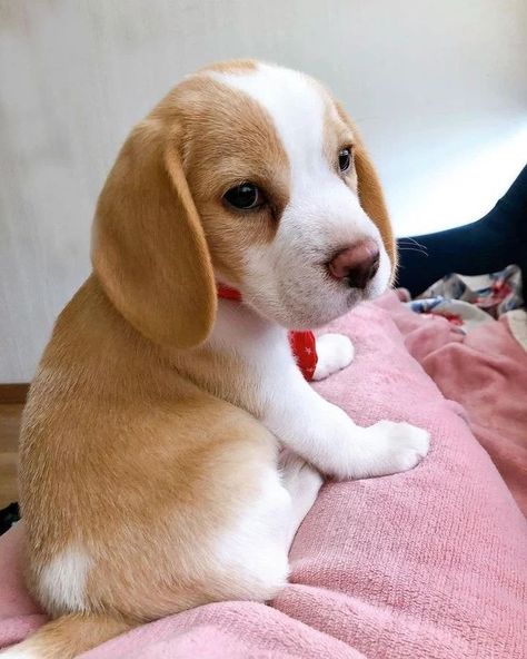 Lemon Beagle Puppy, Baby Beagle, Cute Beagles, Tiny Puppies, Beagle Puppy, Beagle Dog, Baby Puppies, Cute Dogs And Puppies, Cute Animal Photos