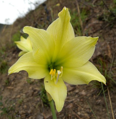 Hippeastrum viridiflorum (Raul Fernando Lara Rico) Hippeastrum viridiflorum has trumpet shaped flowers, pale yellowish green, blooms after burning, but with the first rains is in mountains savannas Yellowish Green Aesthetic, Amaryllis Flowers, Missouri Botanical Garden, Yellowish Green, Aesthetic Light, Orange Aesthetic, Orange Wallpaper, Yellow Aesthetic, Aesthetic Colors