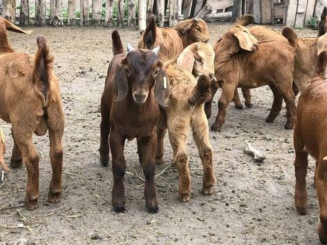 KALAHARI BOER GOAT FARMING | Facebook Boer Goat Farming, Boer Goats, Goat Farming, Whatsapp Number, Goats, Sheep, Quick Saves