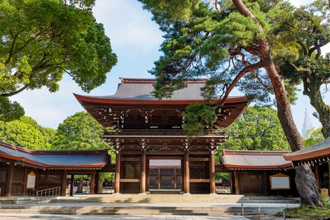 The Making Of The Eternal Forest At Meiji Shrine - Savvy Tokyo Meiji Shrine Tokyo, Maya Fey, Meiji Jingu, Crush Culture, Tokyo Aesthetic, Meiji Shrine, Japan 2023, Broadleaf Evergreen, Shinto Shrine