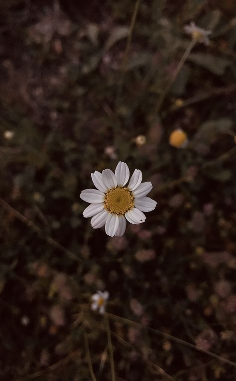 daisy top view Flowers From Above, Flowers Top View, Daisy Top, Cover Ideas, Flower Tops, Single Flower, Birds Eye View, Birds Eye, Top View