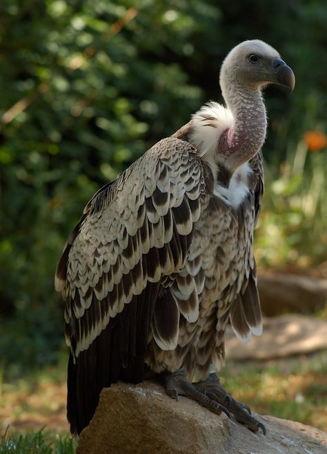 WesternRuppellsVulture_3560s Biggest Bird, Griffon Vulture, Earth Animals, Photography Of Nature, Raptors Bird, Small Mammals, Vulture Culture, Central Africa, Nature And Wildlife