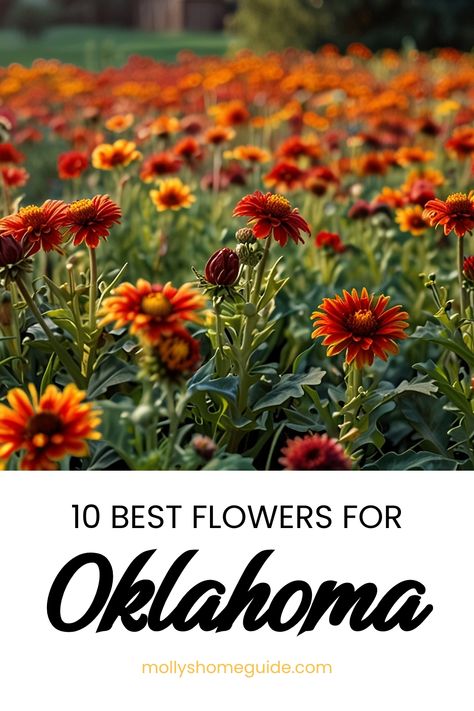 Discover the best flowers for Oklahoma gardens with these drought-resistant plants that are Oklahoma Proven. Whether you're looking to create a vibrant flower selection or a serene shade garden design, these plants are ideal for Oklahoma's climate. From colorful blooms to lush foliage, find the perfect plants for your Oklahoma garden plans. Explore Flowers for Oklahoma and Plants for Oklahoma to create a beautiful and sustainable garden that thrives in any conditions. Oklahoma Front Yard Landscaping, Oklahoma Zinnia, Oklahoma Garden, Garden Sanctuary, Shade Garden Design, Flower Varieties, Drought Resistant Plants, Native Plant Gardening, Best Flowers