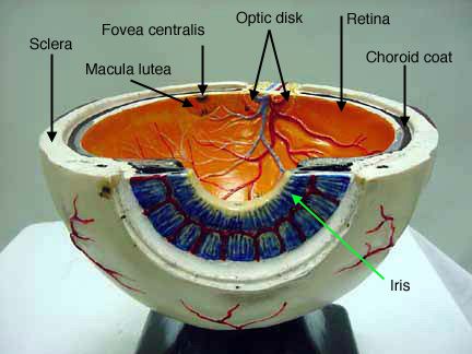 Eye Model Anatomy, Eye Model Project, Anatomy Models Labeled, Eye Medicine, Eye Model, Anatomy Medical, Anatomy Images, Eye Anatomy, Gross Anatomy