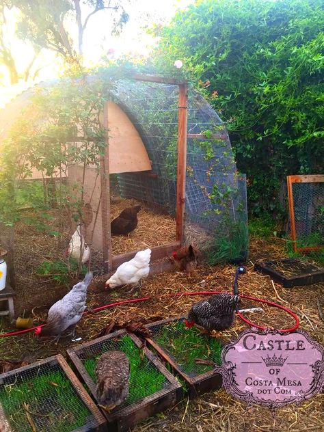 Chicken Composting, Cattle Panel Trellis, Panel Trellis, Homestead Projects, Walk In Chicken Run, Chicken Fence, Sky Ranch, Duck Coop, Cattle Panels