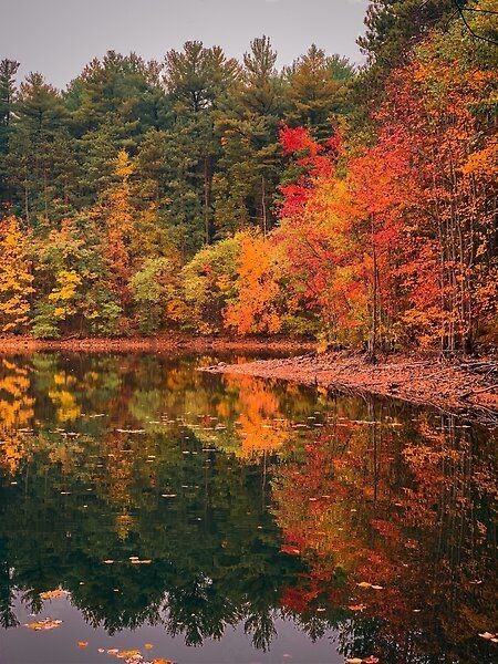 Brilliant red and orange autumn leaves rejected in a woodland forest pond. Massachusetts in October Lake In Autumn, Fall Forest Aesthetic, Autumn Forest Aesthetic, Senior Pictures Places, Autumn Forest Painting, Forest In Fall, Autumn Gardening, Autumnal Forest, Fall Woods