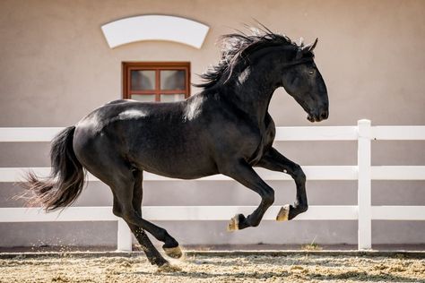 Kladruber Horse, Horse Black, Pony Breeds, Black Dating, Date Of Birth, Rare Breed, Hello Gorgeous, Horse Breeds, Wild Horses