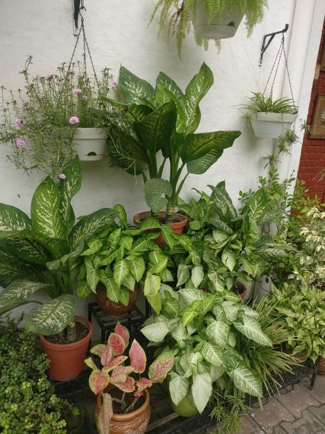 Plants Ideas Indoor, Indoor Plants Decor Ideas, Indoor Plant Decor Ideas, Plant Mom Aesthetic, Houseplant Decor, Plant Decor Ideas, Indoor Plants Decor, Houseplants Decor, Plant Styling