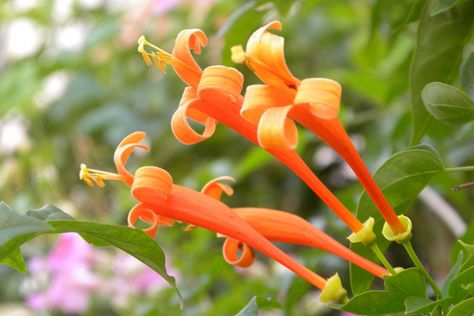 Orange Honeysuckle, Clematis Nelly Moser, Blooming Vines, Honeysuckle Vines, Clematis Varieties, Climber Plants, Honey Suckle, Autumn Clematis, Honeysuckle Vine