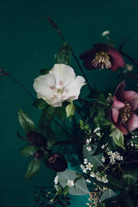 Winter Hellebores by Swallows & Damsons Flower Bouquet Aesthetic Dark, Flower Bouquet Aesthetic, Witch Inspiration, Bouquet Aesthetic, Bouquet Champetre, Aesthetic Winter, Flowers Beautiful, Winter Flowers, Deco Floral