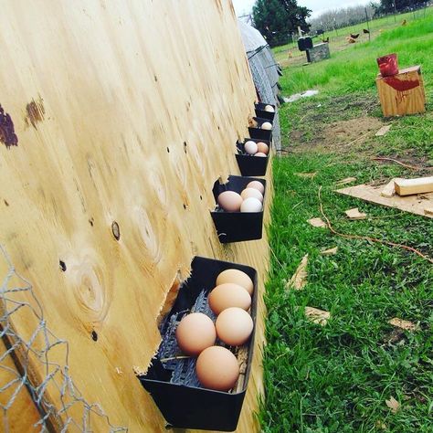 Roll out nest boxes would be great! I would add some sort of housing around… Coop And Garden Layout, Chicken Coop And Garden, Nesting Boxes Diy, Roll Out, Easy Chicken Coop, Nest Boxes, Chicken Pen, Boxes Diy, Chicken Nesting Boxes