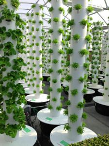 Tower Gardens at The Greenhouse http://futuregrowing.wordpress.com/2014/02/12/thegreenhouse/ Aeroponic Tower, Vertical Hydroponics, Hydroponic Vegetables, Tanaman Air, Hydroponic Farming, Hydroponics Diy, Vertical Farming, Plants Growing, Tower Garden