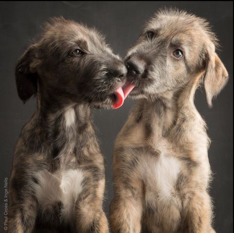 Two adorable Irish Wolfhound puppies exchanging kisses. Puppies Kissing, Wolfhound Puppies, Irish Wolfhound Puppies, Irish Wolfhound Dogs, Wolfhound Dog, Regard Animal, Tattoo Nature, Animals Tattoo, Irish Terrier