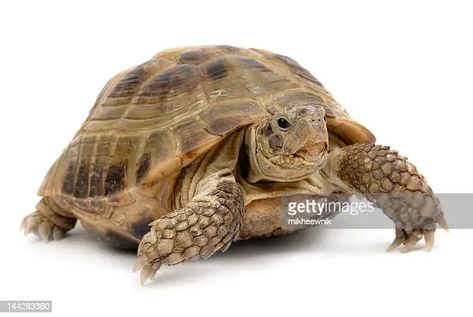 Turtle2 High-Res Stock Photo - Getty Images Indian Star Tortoise, Russian Tortoise Diet, Russian Tortoise, Tortoise Care, Desert Tortoise, Desert Animals, Pet Turtle, Diet Guide, Hens And Chicks