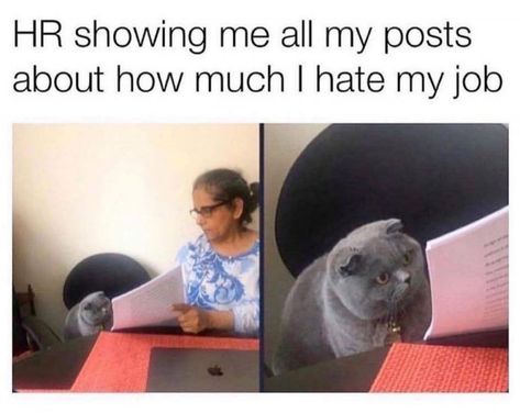 Workplace Humor, Office Life, Hilarious Memes, Work Memes, Funny Cat Pictures, Nurse Humor, Work Humor, My Job, Funny Animal Pictures