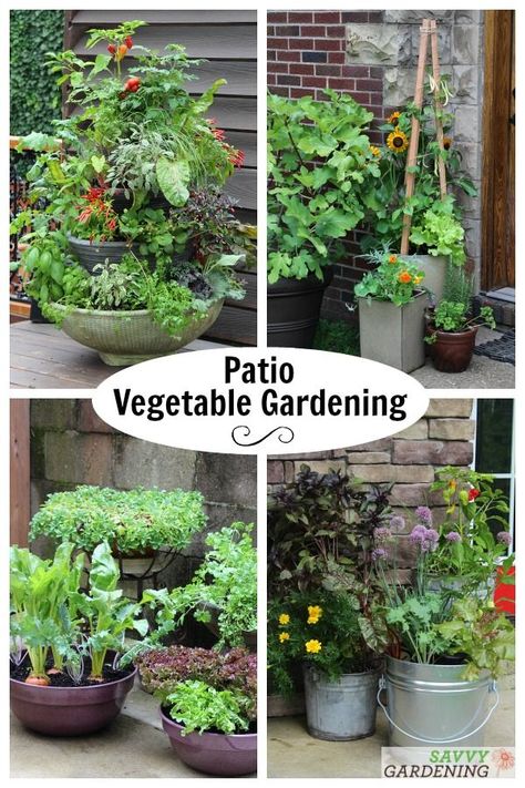 Learn how to plant, tend, and harvest a patio vegetable garden to grow fresh, homegrown vegetables in a small amount of space. All you need is a sunny spot, some pots, soil, and the right varieties of plants. #vegetablegardening #containergardening Patio Garden Vegetable, Zen Vegetable Garden, Patio Veggie Garden Ideas, Deck Garden Ideas Vegetables, Condo Garden Ideas, Patio Vegetable Garden Ideas, Deck Garden Ideas, Small Space Vegetable Garden, Small Vegetable Garden Design