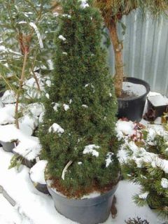 Alberta Spruce, Overwintering, Garden Umbrella, Spruce Tree, Plant Protection, Soil Layers, Yard Design, Garden Soil, House Plant