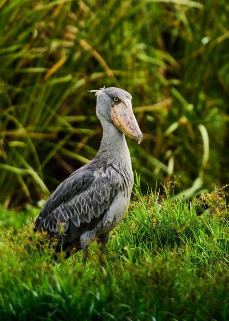 15 Shoebill Facts (Balaeniceps rex) Prehistoric, Patient Hunters Birding Tips, Shoebill Bird, Marabou Stork, Balaeniceps Rex, Shoebill Stork, Bird Reference, Dinosaur Facts, Strongest Animal, Huge Eyes