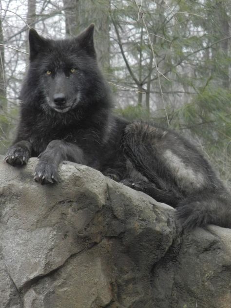 Black Wolf STOP KILLING WOLVES ! Black Dire Wolf, Large Black Wolf, Black Wolf Therian, Yukon Wolf, Baby Exotic Animals, Wolf Packs, Black Wolves, Large Wolf, Mystical Wolf