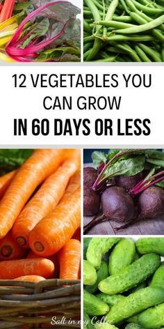 Best Things To Grow In Garden, Growing Your Own Vegetables, What Vegetables Need A Trellis, Fruit To Grow In Garden, Fruits To Grow In Your Garden, Things To Grow In A Garden, Best Veggies To Grow In Raised Beds, Flowers To Grow With Vegetables, How To Grow Food