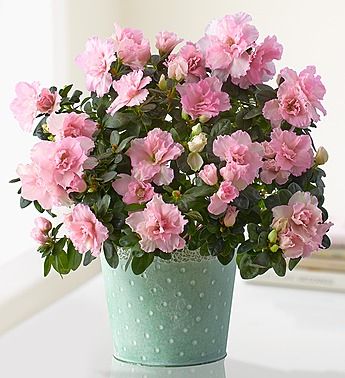 Florist's azalea care tips for growing azaleas as house plants. Get tips for growing, pruning and fertilizing azaleas indoors. Azalea Care, Pruning Azaleas, Azaleas Care, نباتات منزلية, Buy Plants Online, Pink Azaleas, Potted Trees, House Plants Decor, Buy Plants