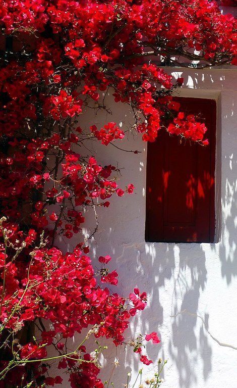 Greece Travel Inspiration - red bougainvillea.. red window.. Folegandros Island, Greece (by Marite2007 on Flickr) Red Bougainvillea, Red Shutters, 背景 シンプル, Bougainvillea, Red Aesthetic, Flower Wallpaper, Wall Collage, Shutters, Red Flowers