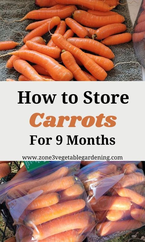 Storing Beets, Storing Carrots, Growing In A Greenhouse, Carrot Storage, Diy Watering System, Zone 3 Gardening, Garden Carrots, Ripen Green Tomatoes, How To Store Carrots