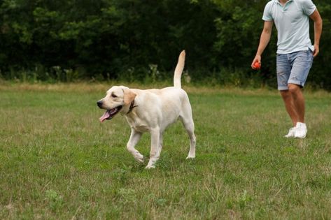 Feliz joven caminando con perro labrador... | Premium Photo #Freepik #photo #personas #amor #familia #perro Premium Photo, Labrador Retriever, Labrador, Dogs, Animals