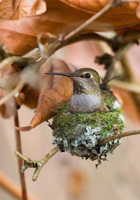 Rufous Hummingbird, Hummingbird Nests, Hummingbird Pictures, Nature Birds, Bird Pictures, All Birds, Pretty Birds, Bird Photo, Colorful Birds