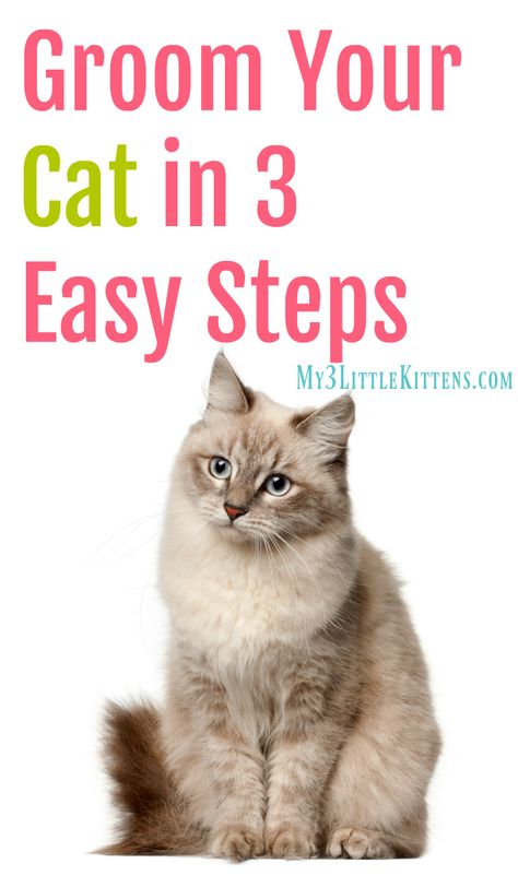 Groom Your Cat in 3 Easy Steps – Eazee Click & Brush #Giveaway Cat Grooming Styles, Cat Health Remedies, Cat Health Problems, Cat Grooming Tools, Persian Cats, Cat Cleaning, Cat Health Care, Cat Hacks, Long Haired Cats