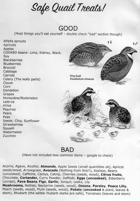 Quail Brooder Diy, Quail Diet, Quail Enclosure Ideas, Natural Quail Habitat, Quail Pen Ideas, Quail Keeping, Quail Habitat, Quail Pen, Quail House