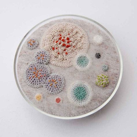 Petri Dish Art, Dish Art, A Level Textiles, Organic Sculpture, Petri Dishes, Growth And Decay, Biology Art, Under The Microscope, Textiles Projects