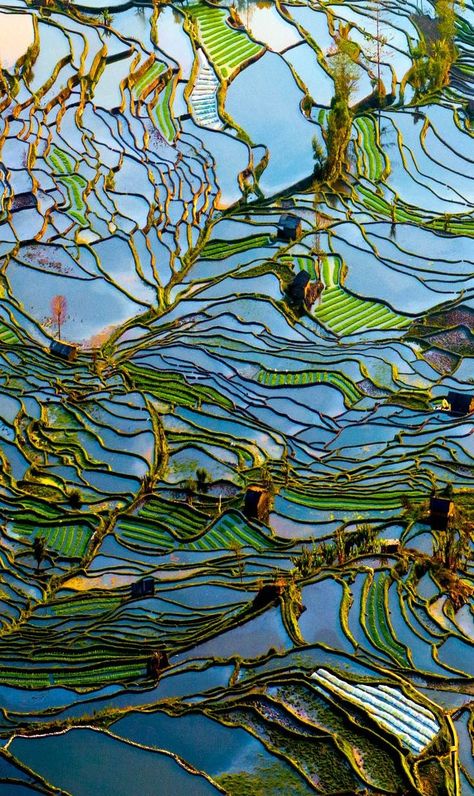 rice fields - arial view Aerial Landscape, Rice Field, Rice Terraces, Guilin, Bhutan, Aerial Photography, Mongolia, Art Plastique, Places Around The World