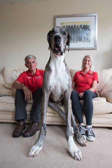 Julie and Brian Williams with MAJOR - 4ft 1in tall great dane. Major is in the running for biggest dog in the world. Worlds Biggest Dog, Biggest Dog, Tallest Dog, Giant Animals, Big Dog Breeds, Huge Dogs, Dane Dog, Giant Dogs, Great Dane Dogs