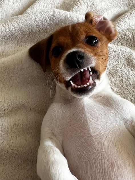 Jack Russell Terrier Aesthetic, Chien Jack Russel, Dog Smiling, Jack Russell Terrier Puppies, Jack Russell Puppies, Jack Russell Dogs, Pet 1, Jack Russel, Dog Rules