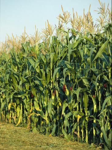 Louisiana Corn, Corn Poster, Maize Plant, Watercolour Reference, Corn Festival, Farming Land, Season Pictures, Agriculture Photography, John Deere Tractors Farms