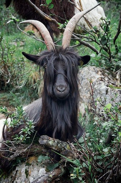 Black goat | Black goat | lucottero | Flickr A Well Traveled Woman, Goats And Sheep, Black Goat, Dot Logo, Goat Farming, Animal Reference, Mountain Goat, Oita, Animal References