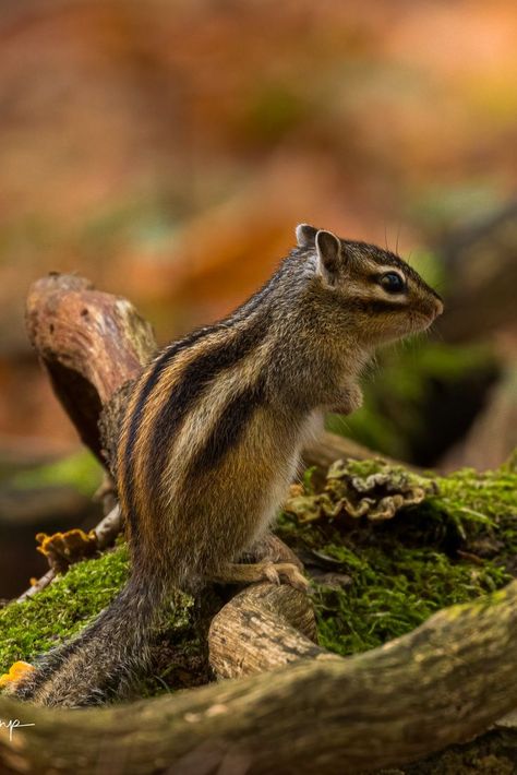 Chipmunk Aesthetic, Squirrel Pictures, Wolf Girl, Beach Combing, Chipmunks, Reptiles, Kangaroo, Animals