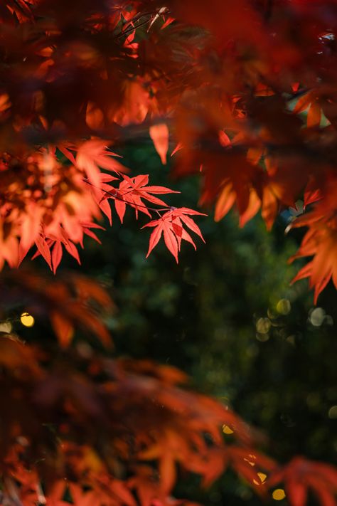 https://unsplash.com/photos/a-tree-with-red-leaves-in-the-fall-_8M1CJWfNRA?utm_source=unsplash&utm_campaign=unsplash-ios&utm_medium=referral&utm_content=view-photo-on-unsplash Red Forest Aesthetic, Dark Red Landscape, Red Leaf Aesthetic, Red Forest Painting, Fall Red Leaves, Red Fall, Red Leaves, View Photos, Dark Red