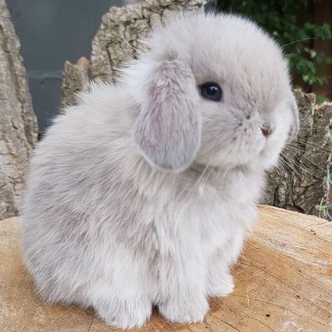 Regnul Animal, Pet Bunny Rabbits, Cutee Animals, Cute Bunny Pictures, Cute Animals Puppies, Baby Animals Pictures, Super Cute Animals, Pretty Animals