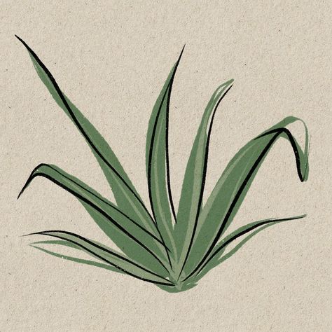 a few agave and yucca sketches for the midweek <3 trying to abstract my work a little further ! #agave #agaveplant #illo #illustration #illustrator #illustragram #sketch #sketchdaily #sketchaday #sketchart #sketchbook #painting #digitalsketchbook #digitalsketch #digitalsketching #digitalillustration #illu #illustration_daily #desert #desertplants #desertlife #desertplant #desertart #artistsoninstagram #artist #nonbinaryartist Agave Plant Illustration, Agave Plant Drawing, Agave Drawing, Agave Illustration, Cactus Sketch, Plant Sketches, Cactus Drawing, Sketchbook Painting, Colorful Art Prints