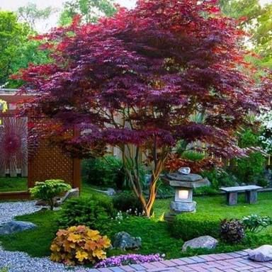 Japanese Maple Tree Landscape, Maple Tree Landscape, Japanese Maple Garden, Bloodgood Japanese Maple, Japanese Garden Landscape, Japanese Maple Tree, Colorful Trees, Shade Trees, Japanese Maple